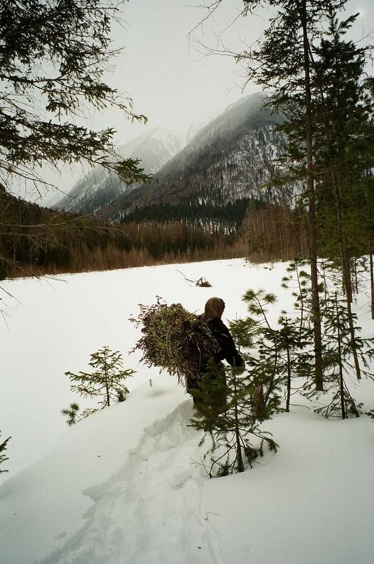 The Celebration of Evergreens During Midwinter