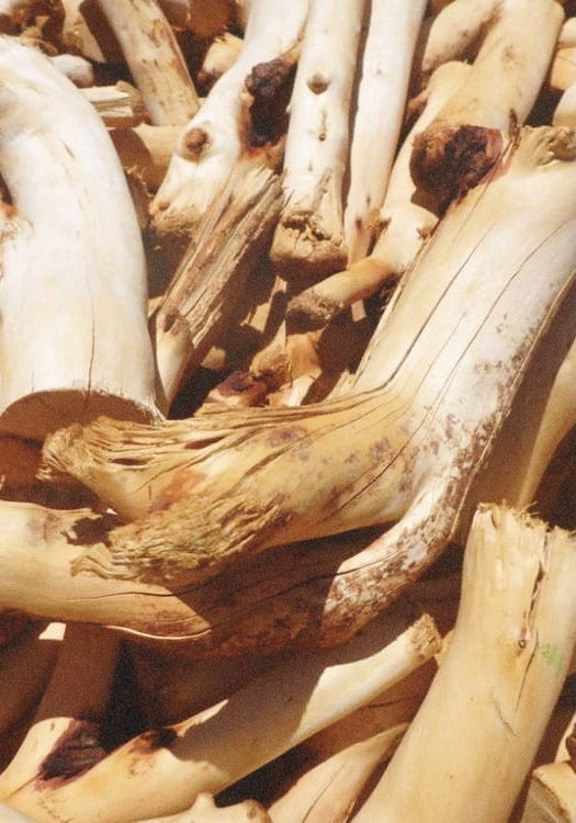 Plant Lore Series: Sandalwood