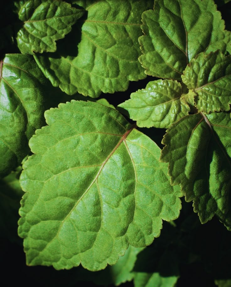 Plant Lore Series: Patchouli - the Rebellious Cultural Icon