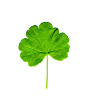 Geranium Leaf