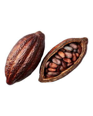 Cocoa Bean