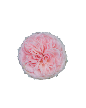 Rose Maroc