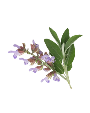 Clary Sage
