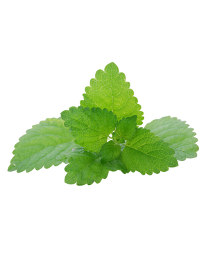 Lemon Balm
