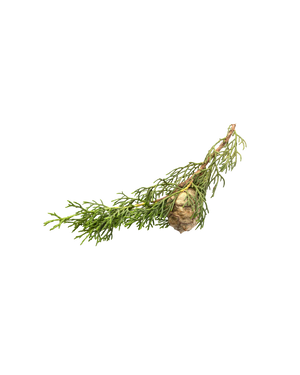 French Cypress