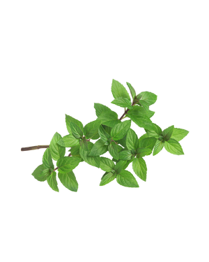 Peppermint
