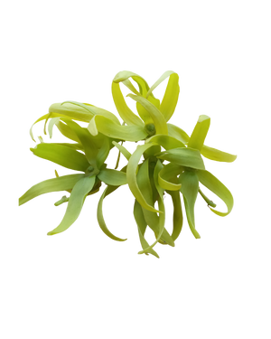 Ylang Ylang