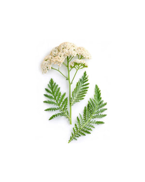  Yarrow